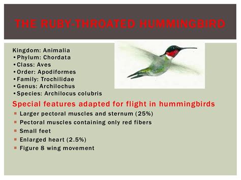 Animal Locomotion Presentation