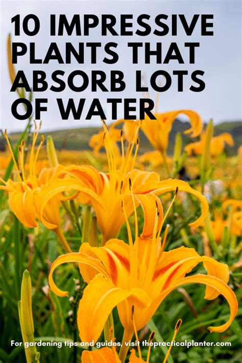 10 Impressive Plants That Absorb Lots Of Water The Practical Planter