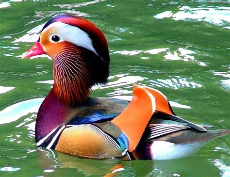Mandarin Duck In Full Color Animals Beautiful Most Beautiful Birds
