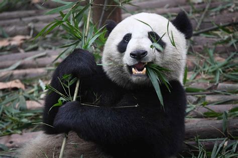 How Did Pandas Evolve To Eat Bamboo Wild