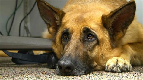 Scientists Take A Peek Behind Those Sad Puppy Dog Eyes Nbc4 Washington