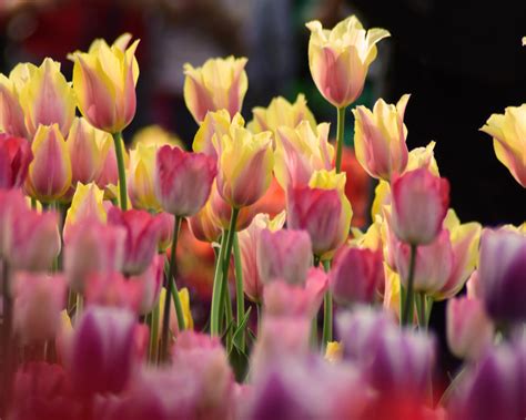 Tulips Flowers Two Colors Bright Pink With Light Yellow