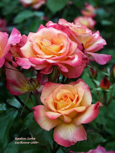 Plantfiles Pictures Floribunda Rose Rainbow Sorbet Rosa By