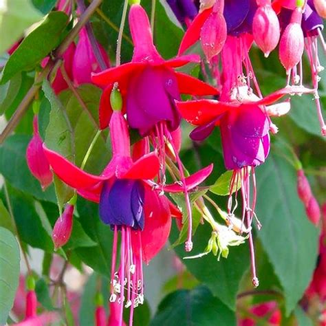Fuchsia Annual 11 Inch Hanging Basket Plants Direct To You