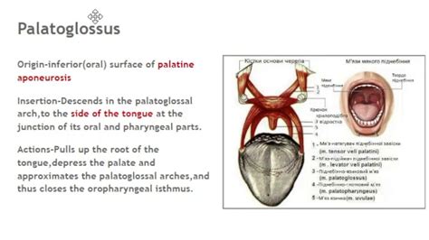 Muscles Of Soft Palate Levator Veli Palatini Palatoglossus