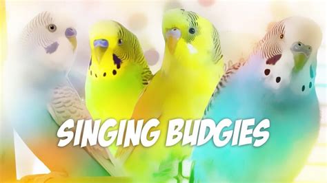 3 Hour Sounds For Lonely Budgies Budgie Singing Flock Budgies