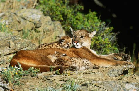 cougar female with cubs photograph by jeffrey lepore fine art america