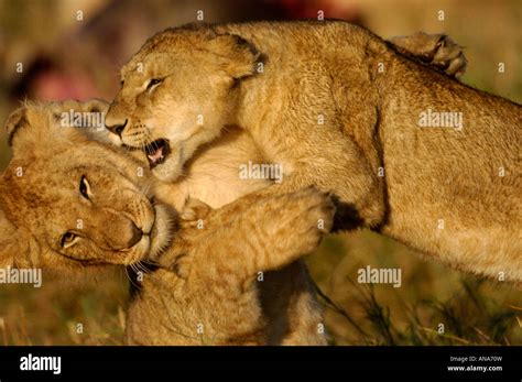 Pair Of Young Lions Play Fighting Stock Photo Alamy
