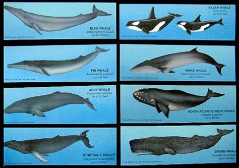 Whale Species Whale Facts Whale