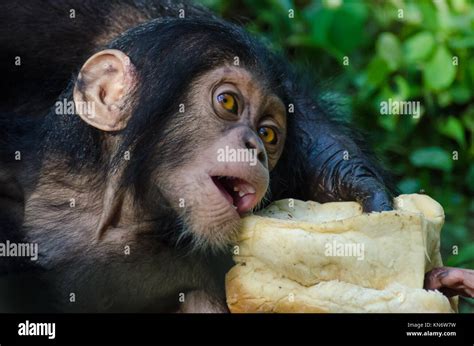 Chimp Feeding Baby Hi Res Stock Photography And Images Alamy