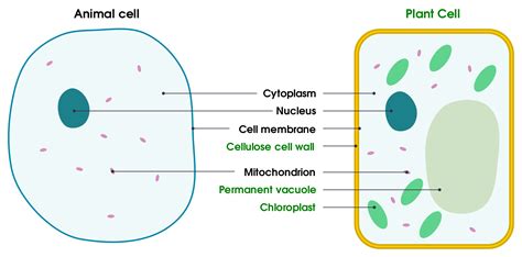 The function of nerve cells is to carry information in the form of electrical signals which are called nerve impulses. Simple Plant Cell Drawing at GetDrawings | Free download