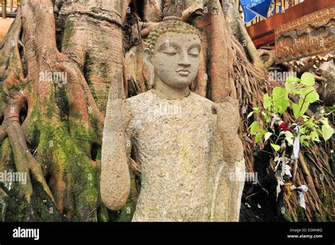 Buddha Statue Under Bodhi Tree Hi Res Stock Photography And Images Alamy