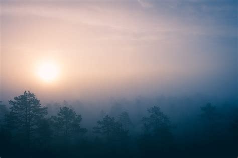 Green Trees Covered With Fogs During Sunrise Hd Wallpaper Peakpx