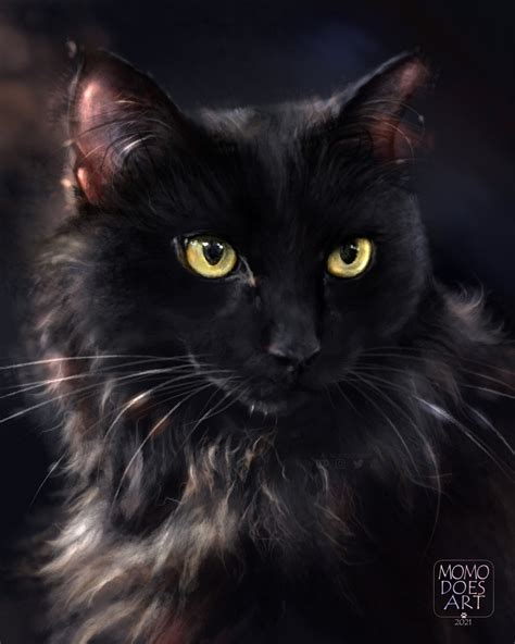 Фото Желтоглазый черный пушистый кот