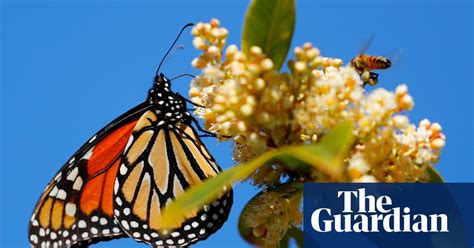 Monarch Butterfly Population Critically Low On California Coast Again