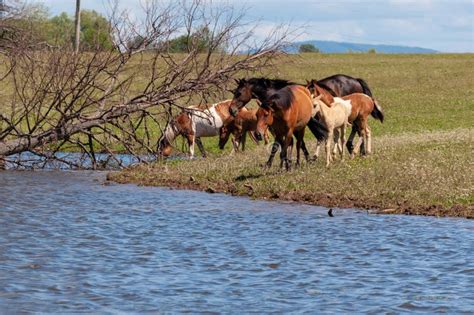 A Herd Of Horses With Foals Drink Water From A Pond On A Hot Summer