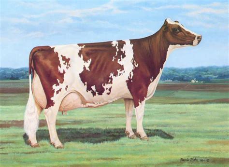 Ayrshire Cattle Alchetron The Free Social Encyclopedia