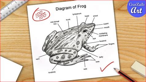 Frog Diagram Drawing Cbse Easy Way Labeled Science Projects For