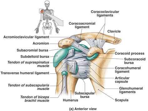 The human shoulder is made up of three bones: Shoulder Muscle Diagram Labeled - Dream to Teach