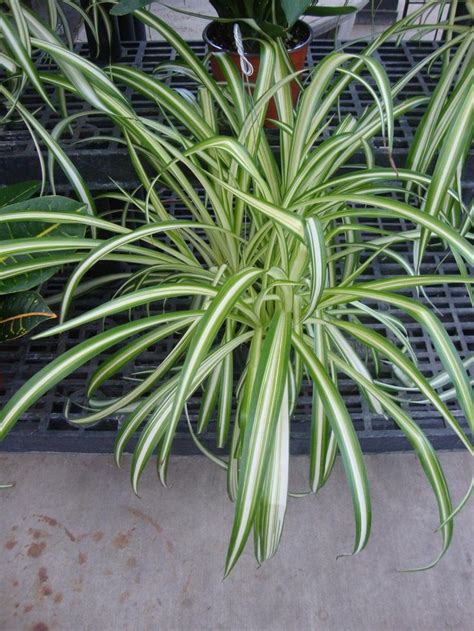 Photo Of Variegated Spider Plant Chlorophytum Comosum Vittatum