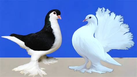 Beautiful Fancy Pigeon Breeds Best Pigeons Video Amazing Exotic