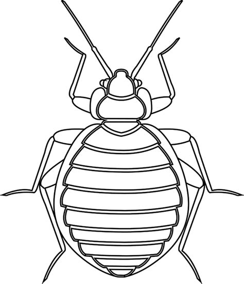 Animals Black And White Outline Clipart Bed Bug Insect Black White