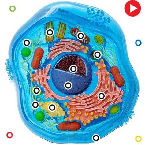 This Thinglink Is Called An Interactive Animal Cell Click On The Red