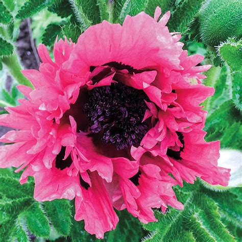 Pink Sensation Oriental Poppy Breck S