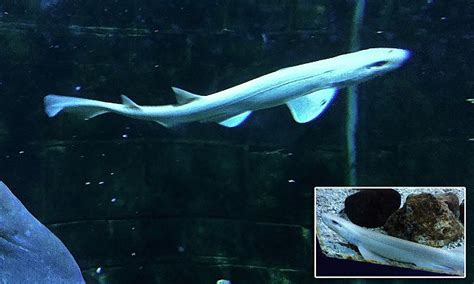 Albino Shark Dubbed Casper Goes On Display At Blue Reef Aquarium In