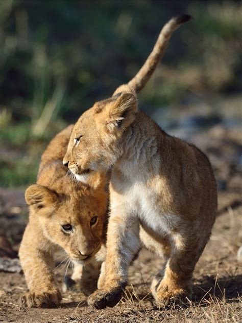 Two Adorable African Lion Cubs Playing In Masai Mara