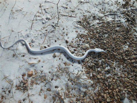 Fact Check Is This A Snow Snake