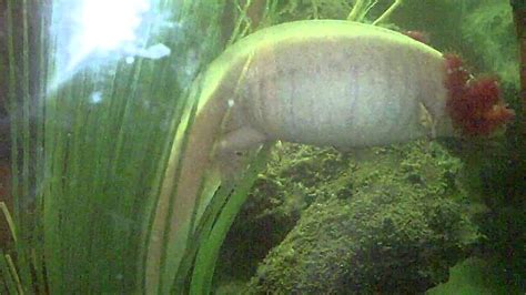 What Do I Do With Axolotl Eggs Rankiing Wiki Facts Films Séries