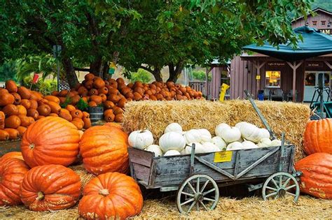 Avila Valley Barn San Luis Obispo Ca Home Page Pumpkin Patch