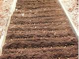 Type Of Soil For Raised Vegetable Garden Images
