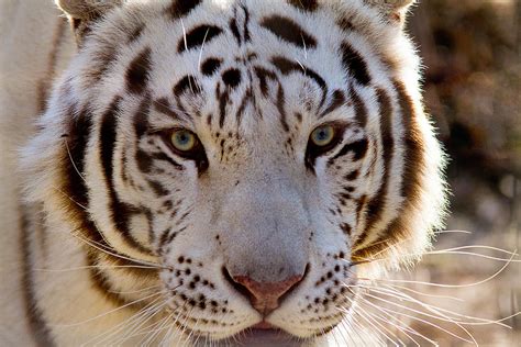 Tiger Stripes Exotic Animal Sanctuary 8 Photograph By Dan Wells