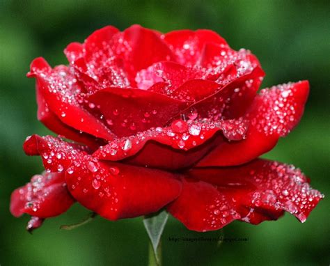 Red rose flower scattered on blue wood. Beautiful Flowers Picture | Download Free Flowers Photos ...
