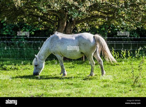 White Horse Grazing Hi Res Stock Photography And Images Alamy