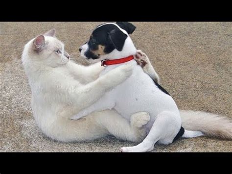 Funny Cats And Cute Puppies Playing Together Funny Dog And Cat