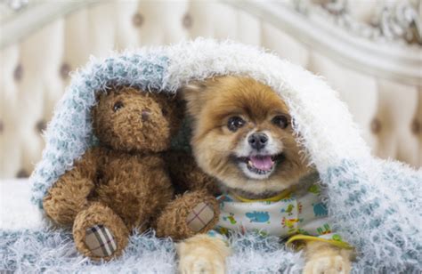 8 Dog Breeds That Look Like Stuffed Animals Pawculture
