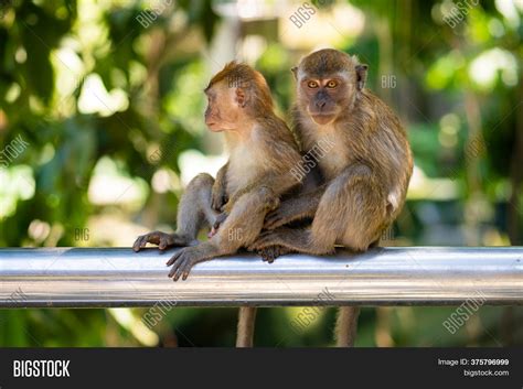 Two Little Monkeys Hug Image And Photo Free Trial Bigstock