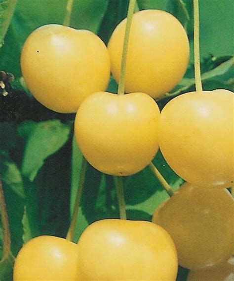 Cherry Stark Gold Prunus Avium Stark Gold Exotic Fruit Tropical