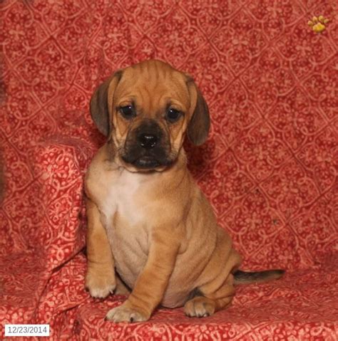 Sparky Puggle Puppy For Sale In Lewisburg Pa Puggle Puppies