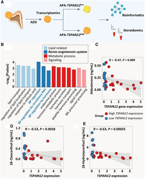 Tspan12 Tetraspanin 12 Is A Novel Negative Regulator Of Aldosterone