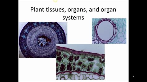 Plant Cells Tissues And Organs Revised Youtube