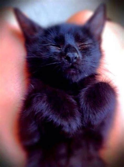 13 Great Reasons Why Black Cats Are Awesome Pretty Cats Beautiful