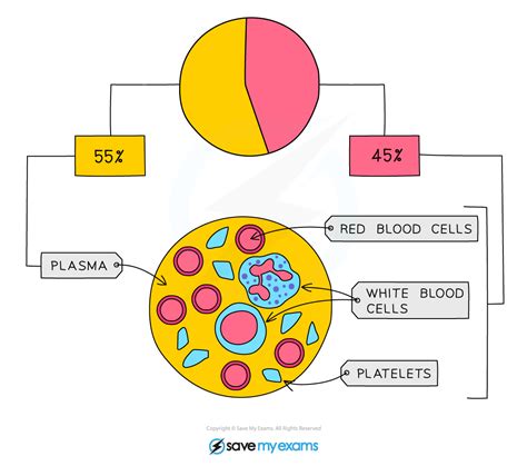 Components Of Blood 9 1 14 CIE IGCSE Biology Revision Notes 2023