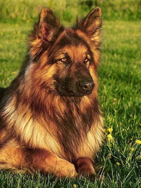 Free Photo Dog Friend German Shepherd Coat Long Haired Animal