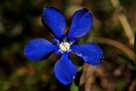 Blue Mountain Flower Flickr Photo Sharing