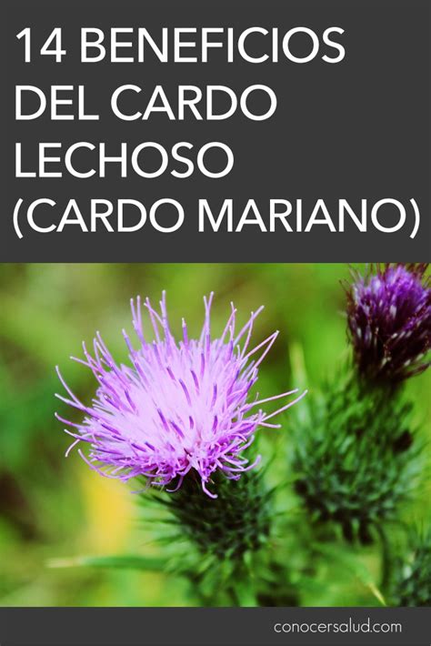 May 27, 2021 · 6. 14 Beneficios del cardo lechoso (cardo mariano) - Conocer Salud