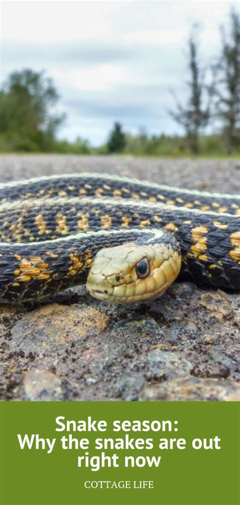 Arts and outdoors are great things to do in spring. Snake season: Why the snakes are out right now | Canadian ...